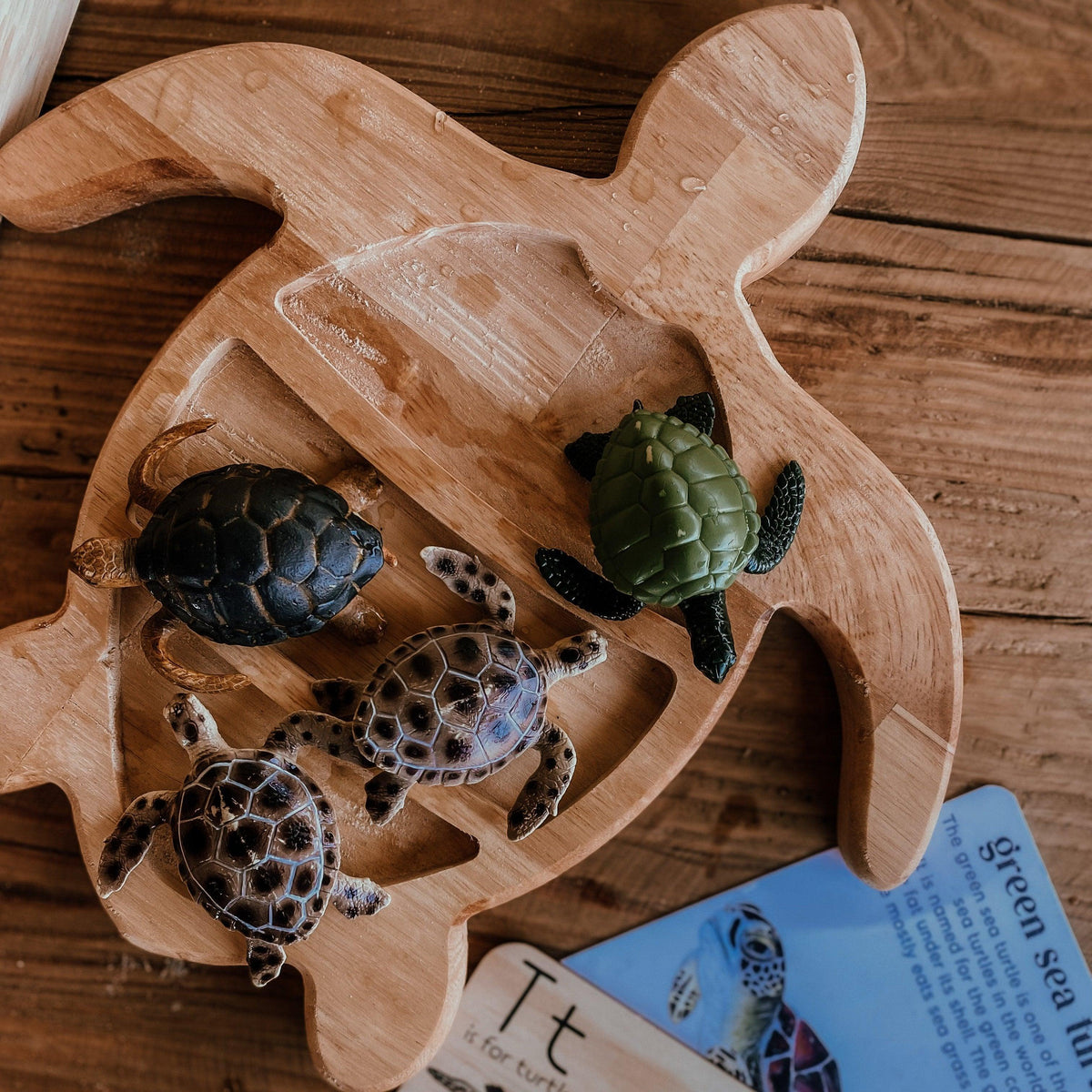 Turtle Sensory Tray