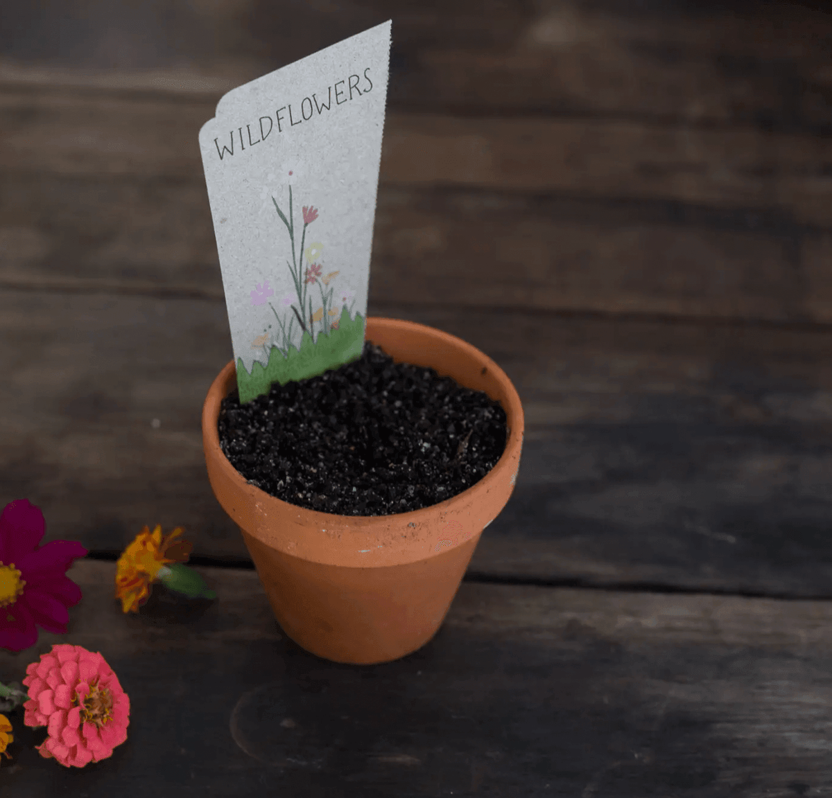 The Curated Parcel - Gift Of Seeds // Wildflower 